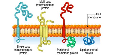 Structure of Integral and Peripheral Proteins Quiz | Attempts: 100 ...