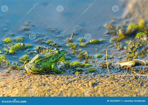 Green Frog in Natural Habitat Stock Image - Image of common, animal ...