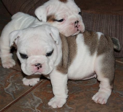 Miniature English Bulldog Puppies For Sale | Lawrenceville, GA #319586