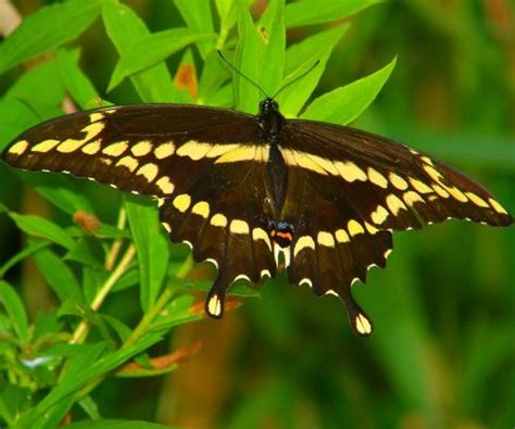 Spicebush Swallowtail Caterpillar - In The Hills