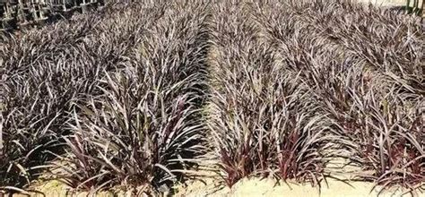 Black Lily Plant, Dry at Rs 15/bag in Rajahmundry | ID: 25051083262