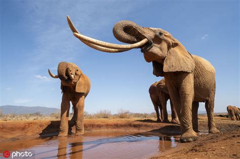 Trade in wild African elephant to be heavily regulated - World - Chinadaily.com.cn