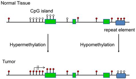 IJMS | Free Full-Text | Defining Driver DNA Methylation Changes in Human Cancer | HTML