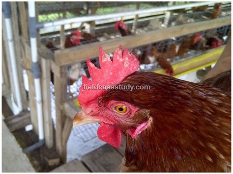 Avian pox, Fowl Pox Symptoms in Chickens | PPT | Free Download