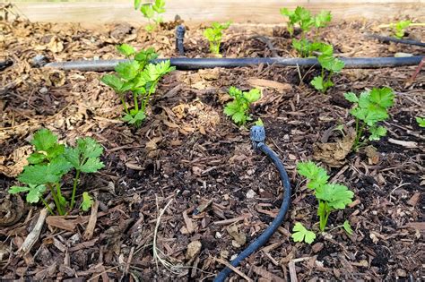 Growing Celeriac ~ Tips From My Southern California Garden ~ Freckled ...