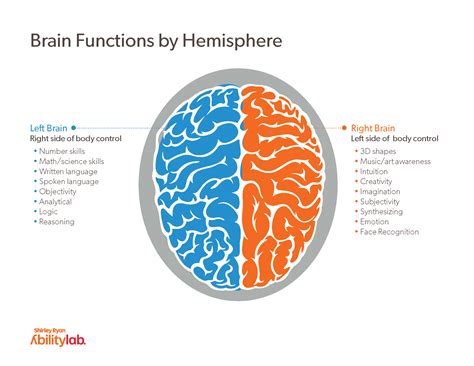 Understanding the Parts of the Brain