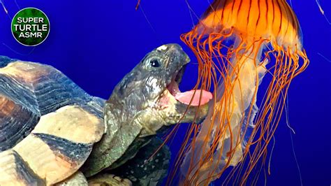 Turtle Eating Jellyfish 🐢55 - YouTube