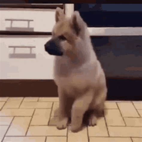 Dog Stomping Tiny Feet GIF | GIFDB.com