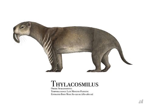 Thylacosmilus by PrehistoryByLiam on DeviantArt