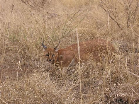 Caracal Animal Facts | Caracal Caracal | AZ Animals