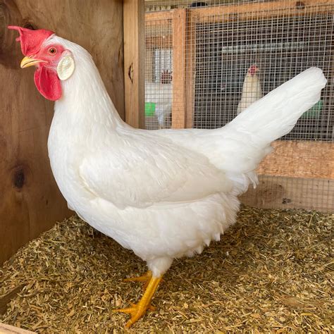 The Poodle and The Hen | White Leghorn Chicken Breeding