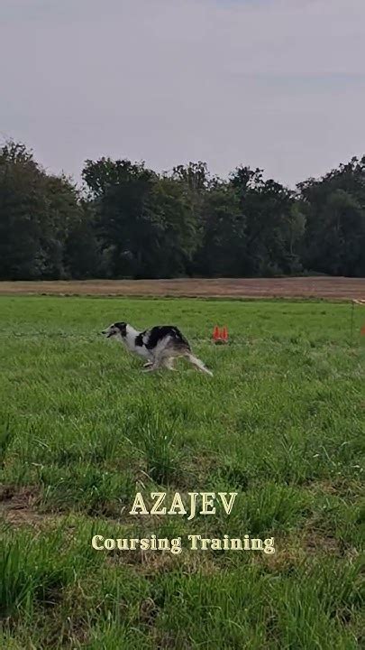 Coursing Training #coursing #sighthound #borzoi #sighthoundsofinstagram #barsoi #dogs - YouTube