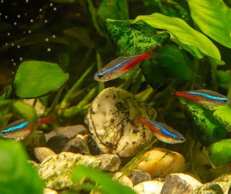 How to Breed Cardinal Tetra? - Our Aquariums