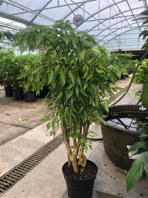 Aralia – The Plant Factory | Wholesale Plants