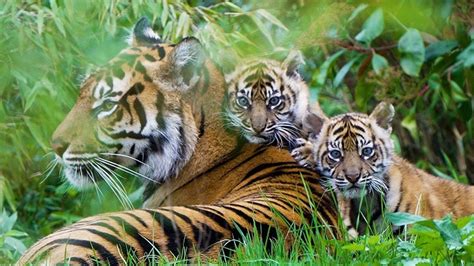 Rare Sumatran tiger cubs emerge from their den at Chester Zoo for the ...