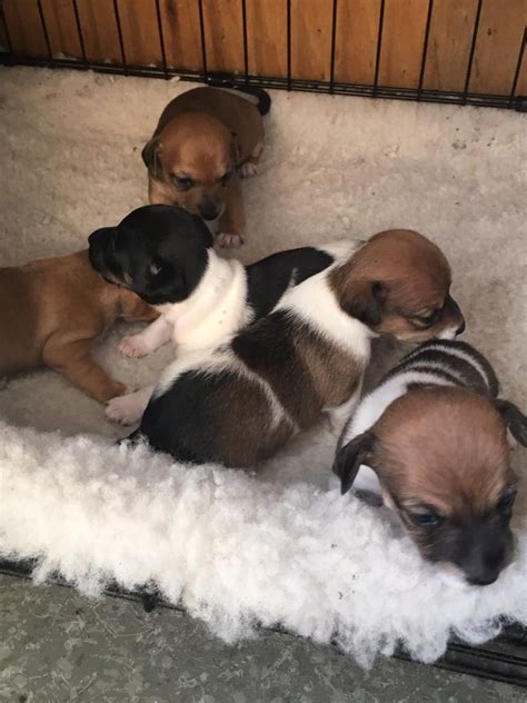 *Real miniature jack Russell puppies * | in Sunderland, Tyne and Wear ...