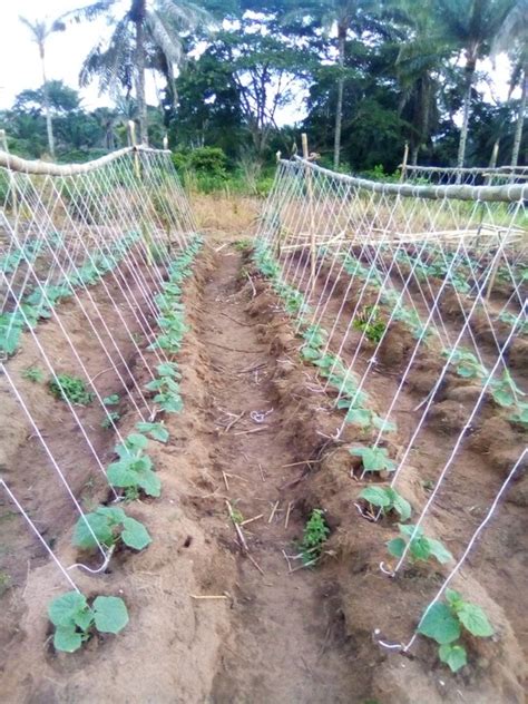 My Cucumber Farming Journey - Agriculture - Nigeria