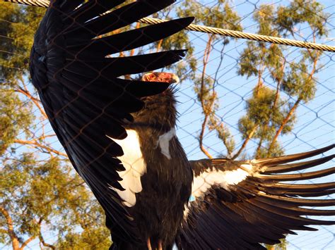 Era of the Condor: A Species' Future in Recovery | WILDLABS