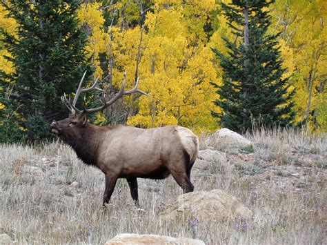 WATCH: Bull Elk Gathers Cows As Part Of Rut - CBS Colorado