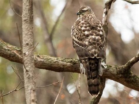 Juvenile Goshawk