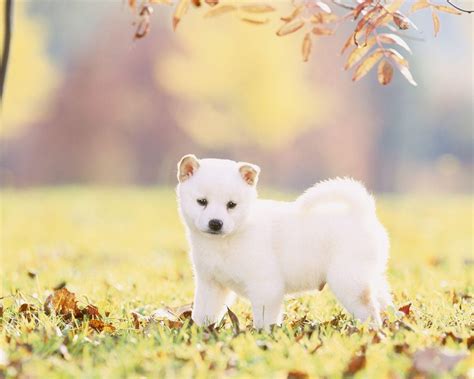 Shiba Inu Wallpapers - Wallpaper Cave