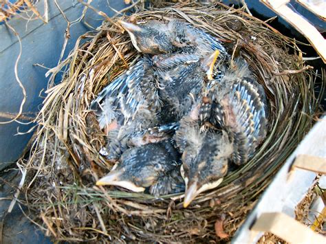 Pin by Tina Bs on Nature | Blue jay bird, Baby bird, Bird nest