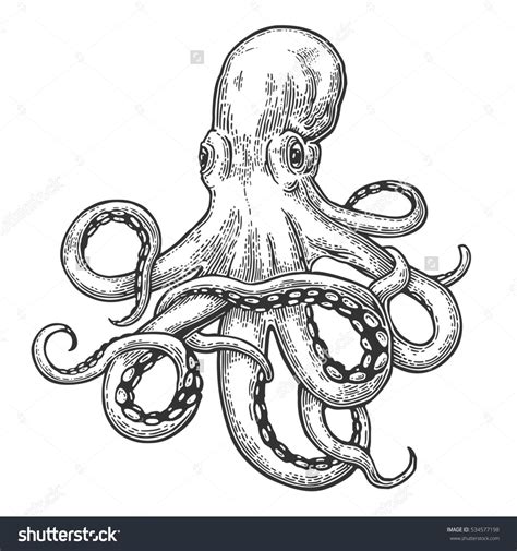 Octopus. black engraving vintage illustrations. Isolated on white ...