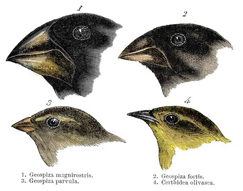 Darwin's Finches Worksheet Pdf