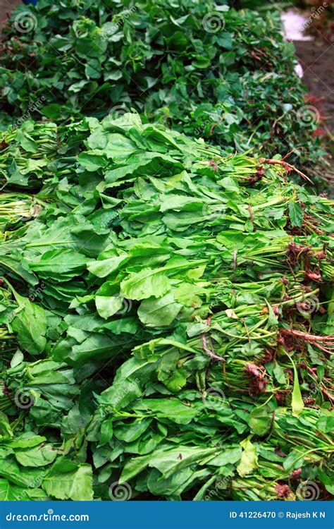 Leafy vegetables. stock photo. Image of indian, cuisine - 41226470