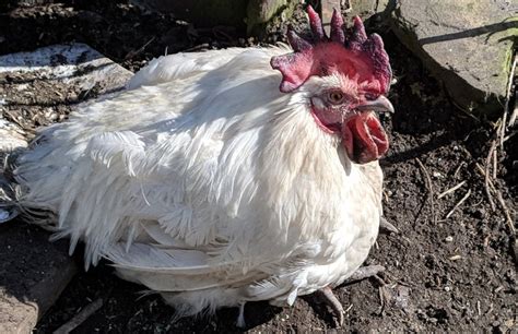 Salmonella in chickens. The risks, prevention and treatment. - Cluckin