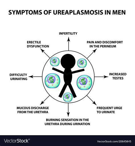 Symptoms of ureaplasmosis in men ureaplasma Vector Image