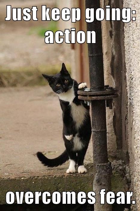 English: Just keep going: action overcomes fear. | Cute funny animals ...