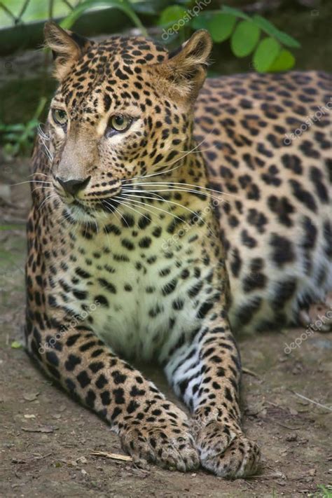 Sri Lankan leopard — Stock Photo © wrangel #141538172