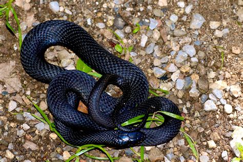 Mexican Black Kingsnake: Care, Appearance and Temperament - We're All About Pets