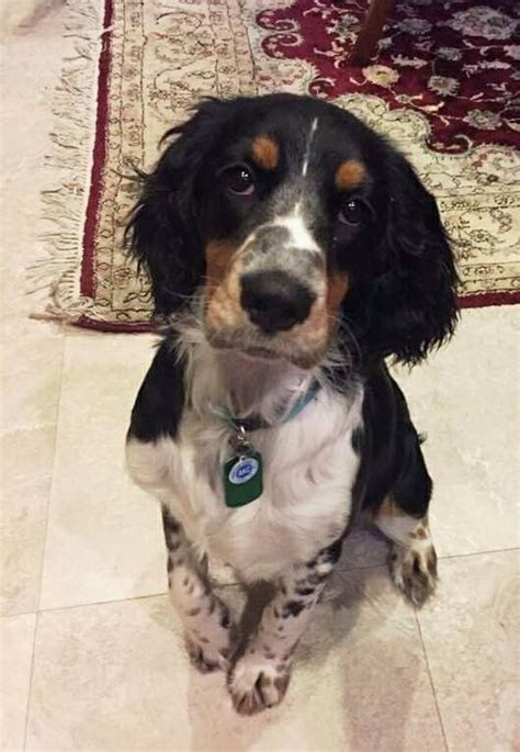 Springer Spaniel - tri-color 🐾🐾 | Beautiful puppy, Springer spaniel ...