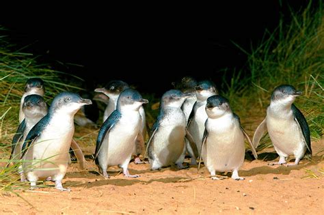 Half Day Phillip Island Penguin Parade Tour - Aussie One Journey