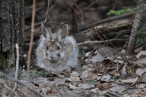 4.2 Snowshoe Hare Stands out to Predators as a Result of Climate Change ...