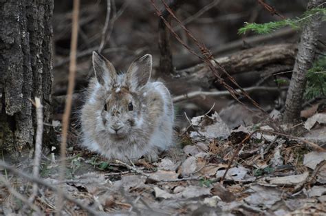 4.2 Snowshoe Hare Stands out to Predators as a Result of Climate Change ...