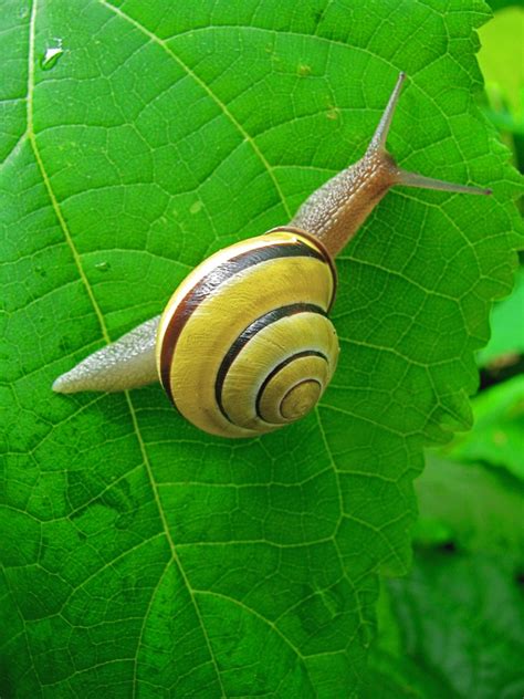 Snail jigsaw puzzle in Macro puzzles on TheJigsawPuzzles.com