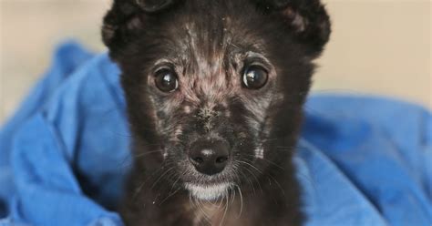 Shivering puppy left to die in a windswept alley is saved – and named Jack Frost | Puppies ...