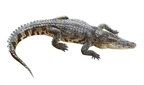 Crocodile Animal Facts | Crocodylus acutus | AZ Animals