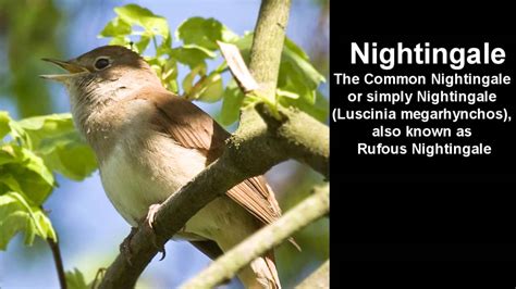 Nightingale Bird Call - singing Nightingale - YouTube