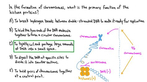 Question Video: Stating the Primary Function of the Histone Proteins | Nagwa