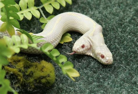 A rare two-headed snake explores its surroundings in a private zoo in ...