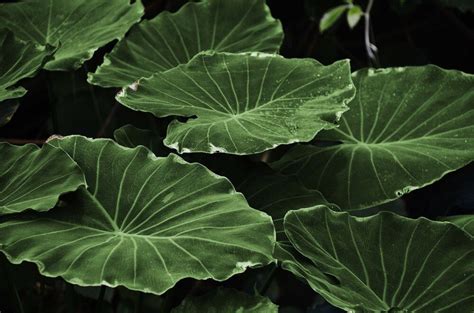 Materials that mimic the lotus effect: Lotus leaves inspire self-cleaning surfaces – NU Sci Magazine