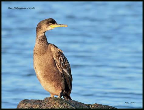 Shag | BirdForum