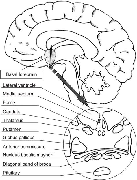 Structures of the basal forebrain cholinergic system. | Download Scientific Diagram