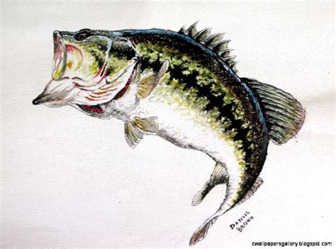 Largemouth Bass Drawing at GetDrawings | Free download