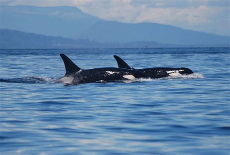 See Animals and Wildlife in Washington State