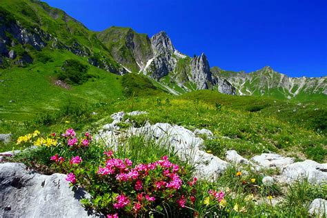 1080P Free download | Mountain wildflowers, scenery, grasslsnd, slope ...